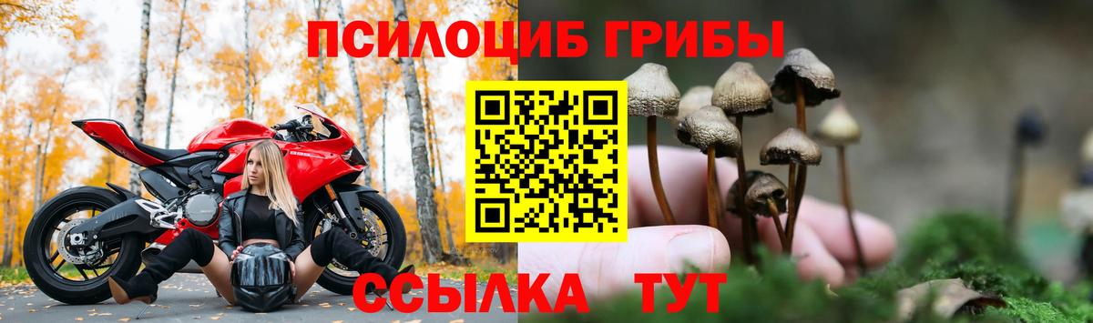 Артём  Псилоцибиновые грибы мухоморы  Псилоцибиновые грибы Psilocybine cubensis  Вход с VPN 
